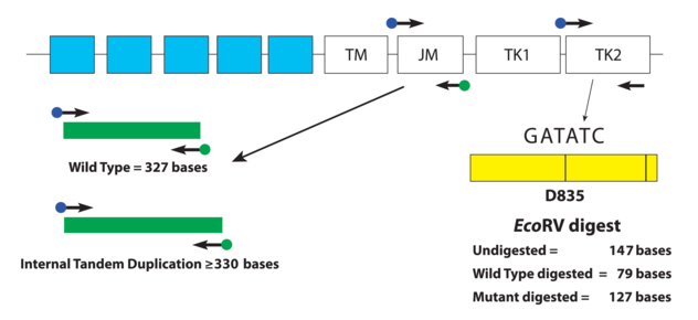 Tyrosine assay sweden clinical